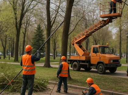 Київ витратить 2,1 мільйона на обрізку дерев: деталі