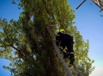 У Білій Церкві рятувальники зняли кота з дерева: подробиці та фото