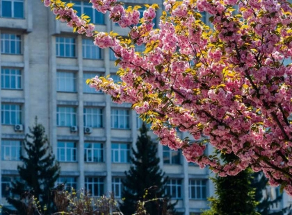 Весна у розквіті: у КПІ зацвіли сакури — де і коли встигнути побачити