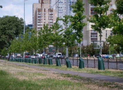 Київ встановлює торби для поливу молодих дерев: як це працює
