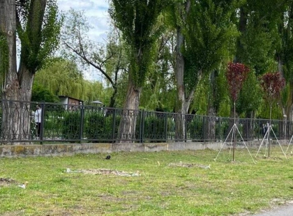 У Броварах вкрали дерева просто з вулиці — мешканці шоковані