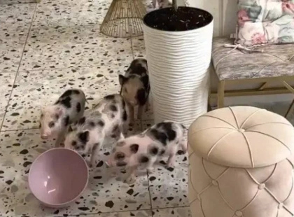 Piggy Cafe: кав’ярня з поросятами, яку вже штурмують кияни