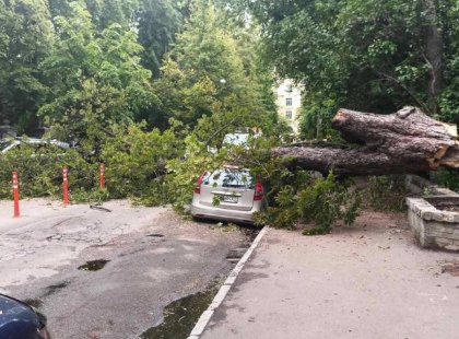 Старий каштан розчавив авто на Липках: у Києві впало дерево через негоду