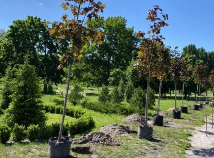 У Броварах відкрили Алею кленів на честь загиблих військових