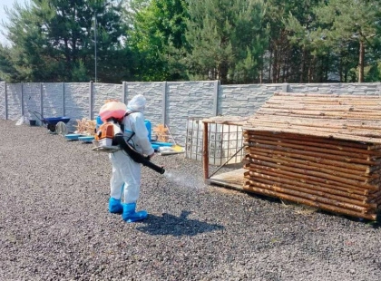 Сказ у Київській області: карантин у Боярці та Бобриці, вакцинація тварин