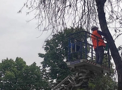 У Боярці на Київщині виявлено небезпечного шкідника, що загрожує ясеням