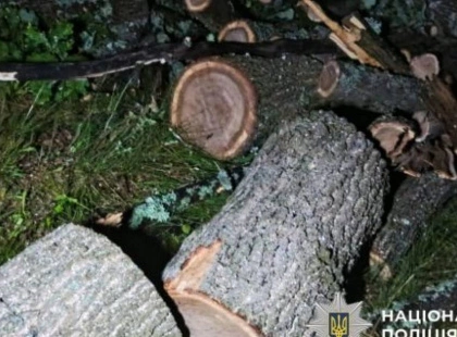 Схема незаконної вирубки лісу на Київщині: збитки понад 300 тис. грн!
