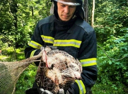 Єнотка, що втекла від обстрілів, врятована в дендропарку на Київщині