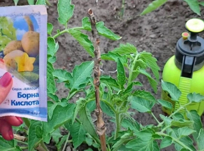 Рецепт із 1964 року: як борна кислота збільшує врожай томатів на 75%