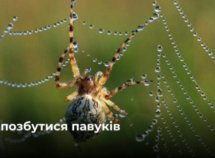 Павуки тікають самі: 7 хитрощів без хімії, які реально працюють