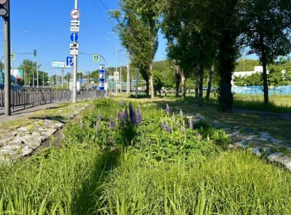 До кінця року в столиці з’являться нові зелені зони з дощовими садками