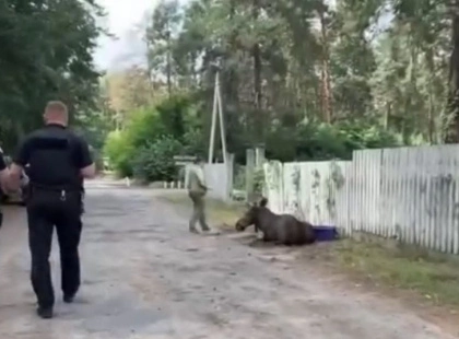 Операція “Лось”: у Києві поліцейські разом із ветеринарами врятували дикого звіра