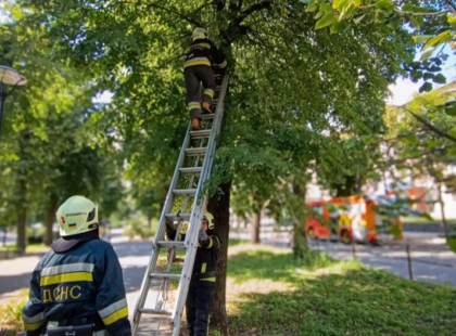 У Білій Церкві ДСНС врятувала пухнастого “заручника” дерева