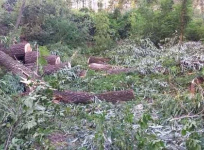 У Києві вирубали ділянку зелених насаджень: справа дійшла до прокуратури