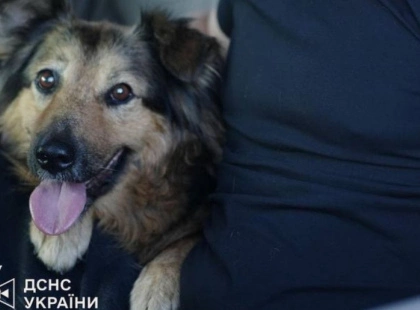 Після трагедії у Дарницькому районі: собака Джессі знайшла новий дім у рідних