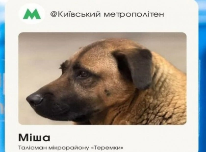У метро пояснили ситуацію з Мішею: улюбленець «Теремків» має власницю та завжди ховається під час тривог