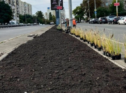 На Голосіївському проспекті висадили 580 саджанців стійких до спеки рослин