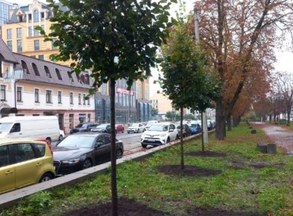 У Києві на Подолі з’явилися нові липи — “Київзеленбуд” продовжує осіннє озеленення