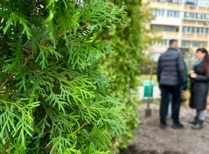 Сквер у Дарницькому районі прикрасили вічнозеленими туями — завершили благоустрій локації