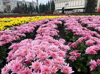 Осіння казка в центрі столиці: на площі Лесі Українки розквітли хризантеми