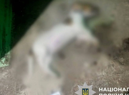 У Києві жінка викинула собаку подруги з п’ятого поверху після сварки — тварина загинула