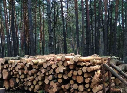 У Макарівському надлісництві проведуть лісозаготівлю на понад 26 тисяч кубів деревини