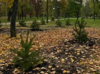 Осіннє оновлення Києва: у парках Деснянського району з’явилися десятки молодих сосен