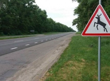 Траса, що вбиває: чому Київщина потребує зоомостів просто зараз