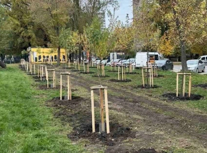 100 кленів прикрасили Велику кільцеву в Києві