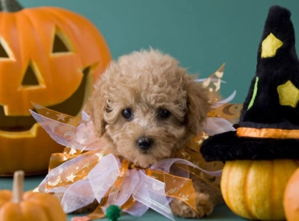 У парку «Муромець» пройде благодійний Halloween для власників собак