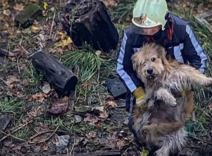 На Київщині врятували собак, які впали у 10-метровий відстійник