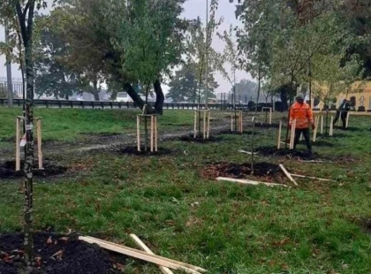 У Києві висадили 170 дерев: найбільше — вздовж Великої кільцевої дороги