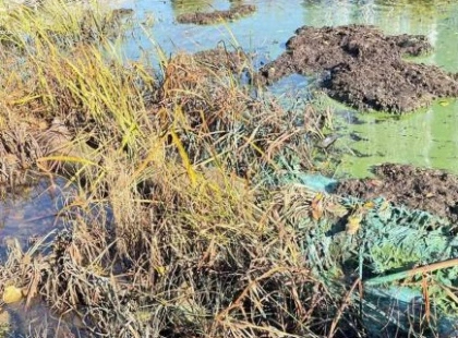 Зелена вода на Русанівці: у Києві зафіксували зміни в Русанівському каналі