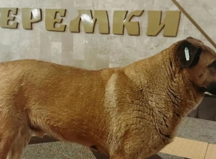 Відомий пес з «Теремків» поїхав до нової родини: притулок підтвердив