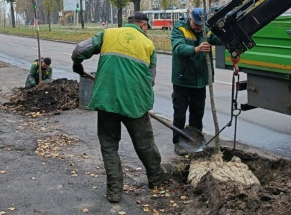Осіннє озеленення: у Солом’янському районі з’явилися нові липи