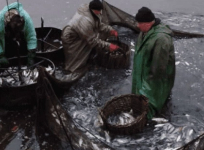 Канівське водосховище поповнили молоддю риби: понад 6,5 тисяч екземплярів за бюджетні кошти