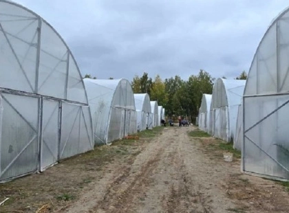 Теплиці з готовим ринком збуту: на Броварщині шукають інвестора для агрокомплексу