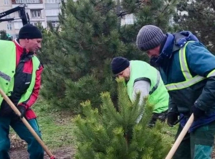 У Деснянському районі з’явилися нові сосни — парки стали зеленішими
