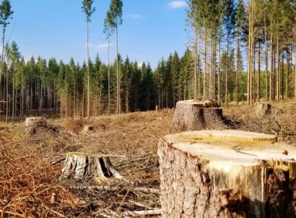 Порушення природоохоронного законодавства: у Києві незаконно вирубали 16 дерев
