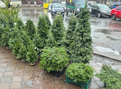 У Києві стартували ялинкові ярмарки: перші ціни, “живі” дерева та еко-альтернатива у горщиках