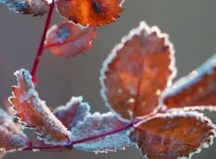 Прохолодні вихідні в Києві: хмарно, без опадів і до +5°C вдень