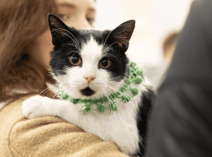 На ВДНГ проведуть фестиваль AdoptMe Days: дім шукатимуть тваринам із понад 40 притулків