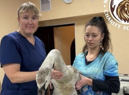У Києві врятували лебедя з тяжкою травмою крила: птах пережив операцію і бореться за одужання