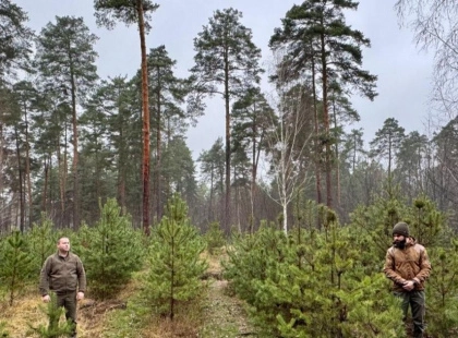 У київських лісах і парках ялинки охороняють поліція та лісівники