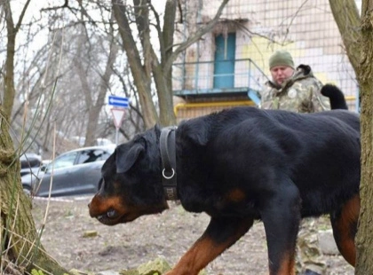 У Києві перевірять собак небезпечних порід: власників запрошують на обов’язкове тестування