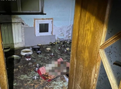 Масове жорстоке поводження з тваринами: на Обухівщині врятували десятки котів