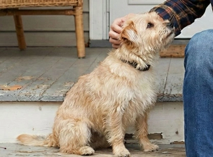 «Ти — космос для тварин»: у Києві стартував проєкт UAnimals про адопцію з Володимиром Кравчуком