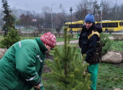 Київ продовжують озеленювати навіть узимку: нові дерева на Оболоні
