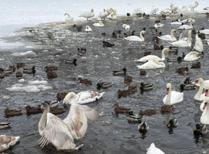 Через мороз і нестачу води у водоймах в Ірпені люди власноруч рятують замерзаючих птахів