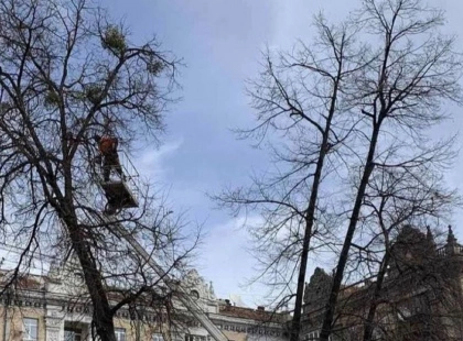У столичних парках за рік врятували понад 7 тисяч дерев від небезпечного паразита